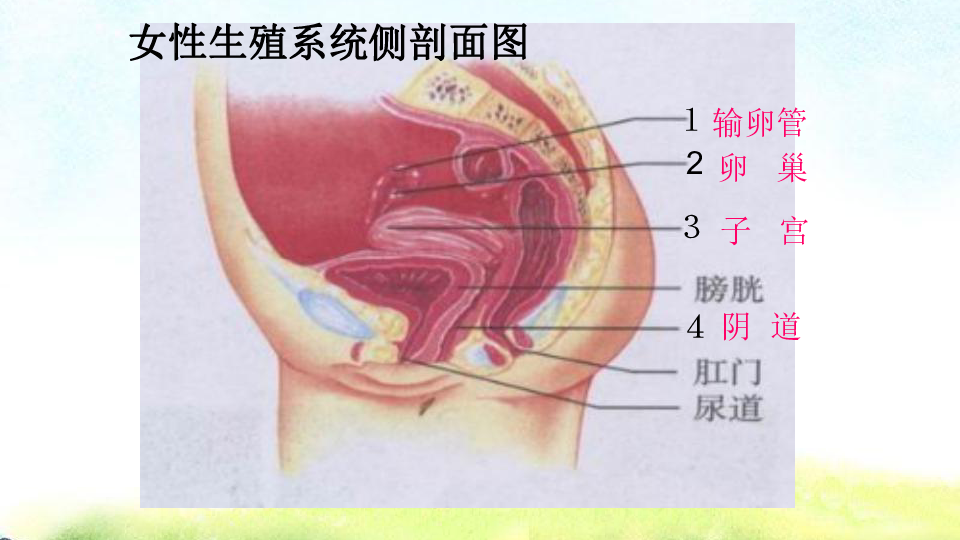 人教版七年级生物下册1.2人的生殖课件(共22张ppt)