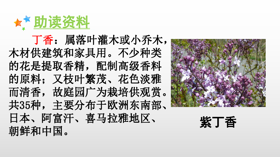 2.丁香结 课件(43张ppt)