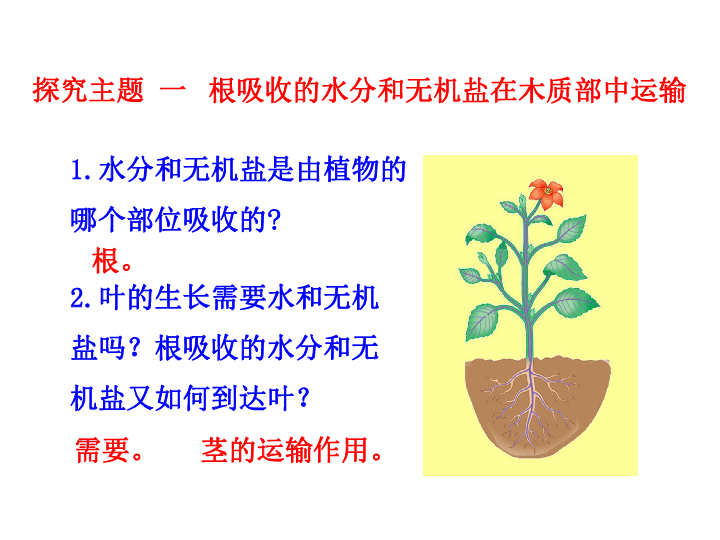 第5节  运输作用植物的根与茎相连,叶着生在茎及其分枝上.因此