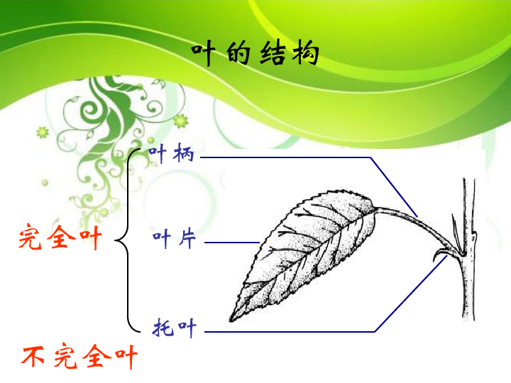 叶的结构和功能