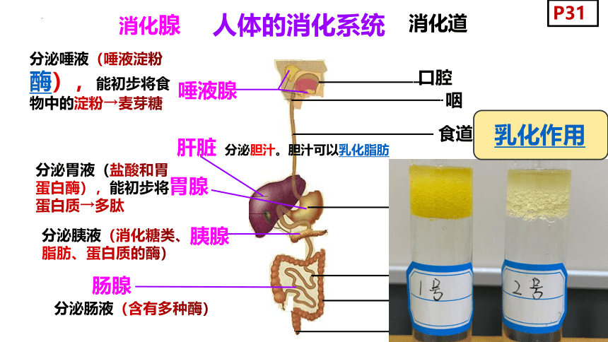 4.9.2人体的消化与吸收课件(共31张PPT) 苏教版生物七年级下册