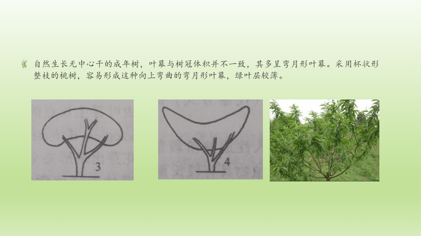 1.3.4叶幕与叶面积指数 课件(共21张PPT）-《果树生产技术》同步教学（中国农业出版社）