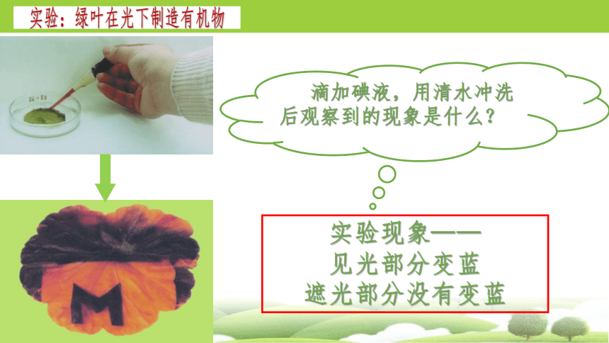 3.4 绿色植物是生物圈中有机物的制造者2023-2024学年七年级生物上册同步精品课件（人教版）(共30张PPT)