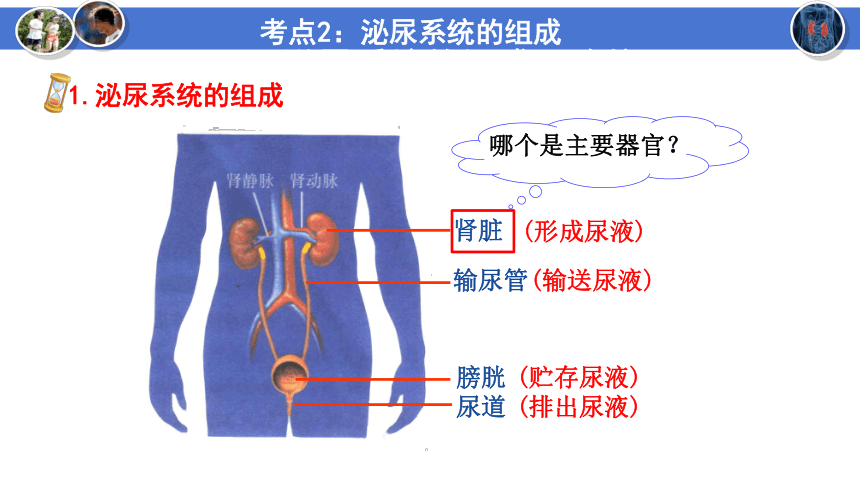 4.11人体产生的代谢废物复习课件(共49张PPT)2022--2023学年北师大版生物七年级下册