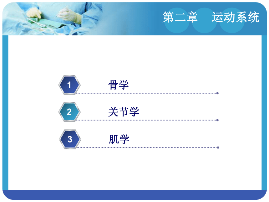 2.3 肌学 课件(共57张PPT)-《解剖学基础》同步教学（江苏大学出版社）