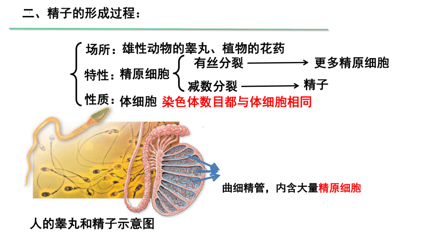 2.1减数分裂和受精作用（第一课时）课件（共38张PPT、1份视频） 人教版必修2