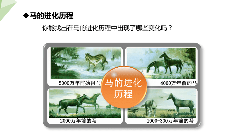 5.16.2 生物进化的历程 课件 (共21张PPT)2023-2024学年初中生物苏教版八年级上册