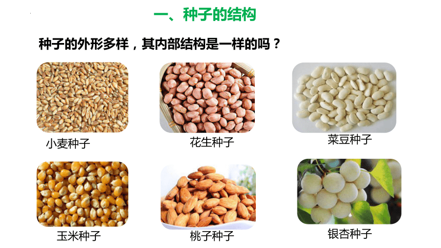 3.1.2 种子植物(第一课时)（教学课件）-七年级生物上册同步备课系列（人教版）