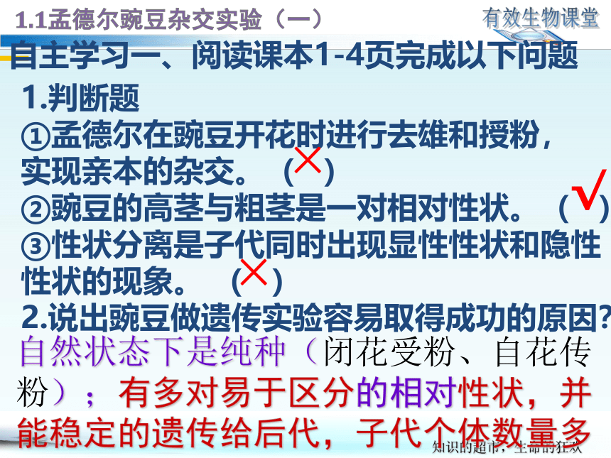 1.1孟德尔的豌豆杂交实验（一）(共29张PPT)人教版（2019）高中生物必修二教学课件