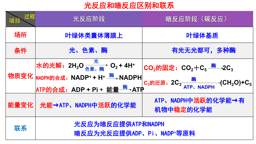 人教版（2019）必修1 第5章 细胞的能量供应和利用复习（第2、3课时）(课件共42张PPT)