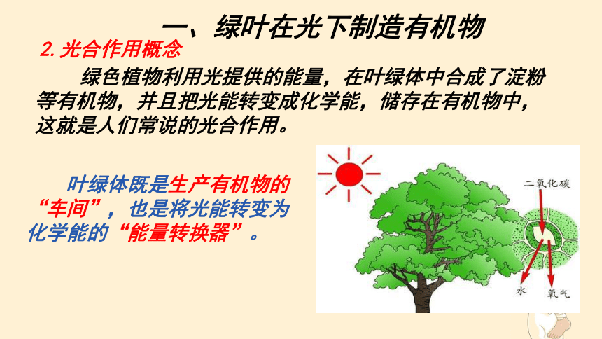 3.4绿色植物是生物圈中有机物的制造者 课件(共24张PPT)2022-2023学年人教版生物七年级上册