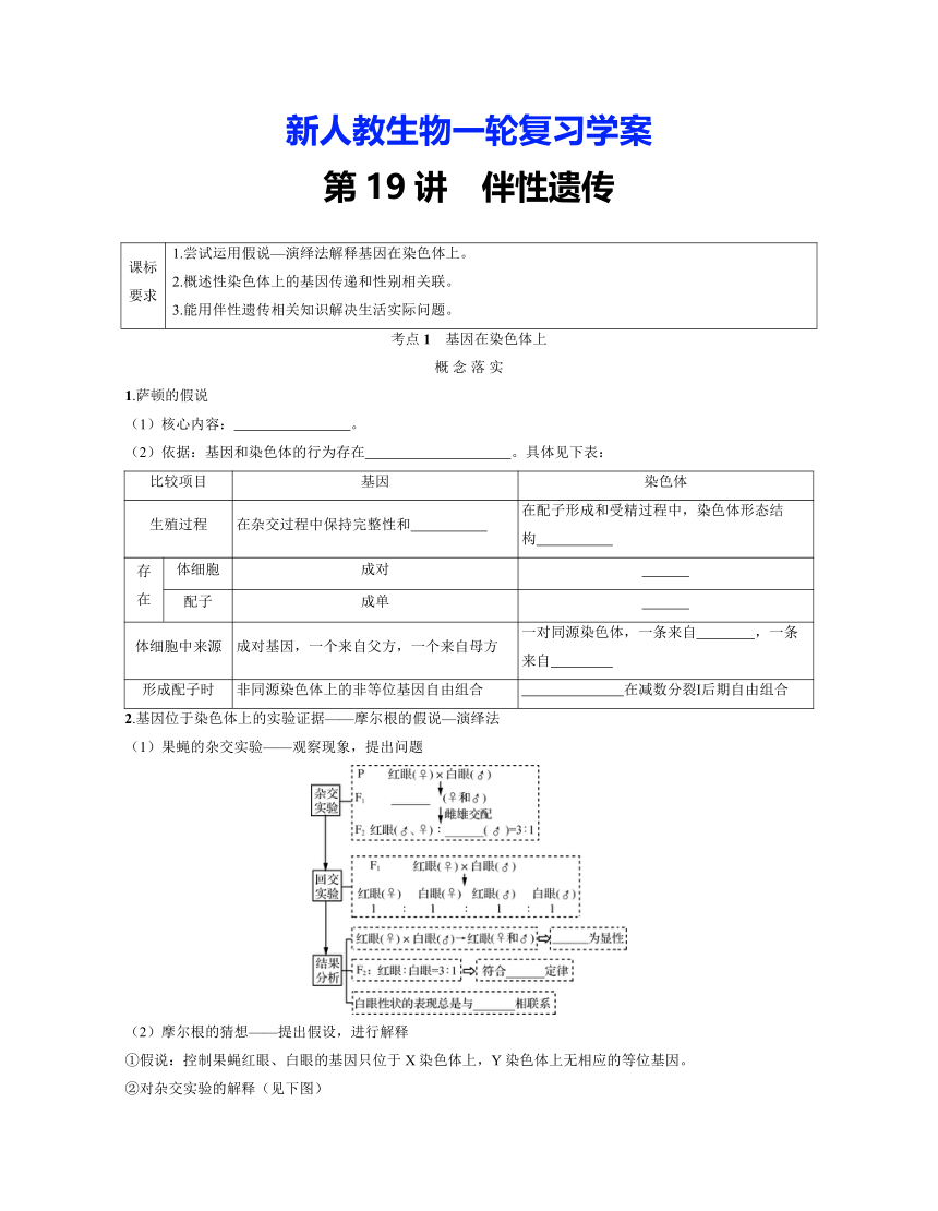 新人教生物一轮复习学案：第19讲　伴性遗传（含答案解析）