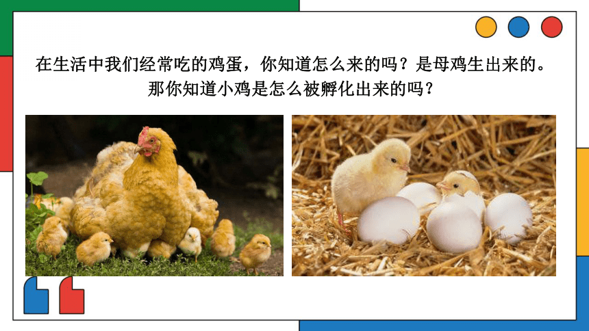 美术社团课程《鸡妈妈孵小鸡》课件(共22张PPT) 小学延时服务