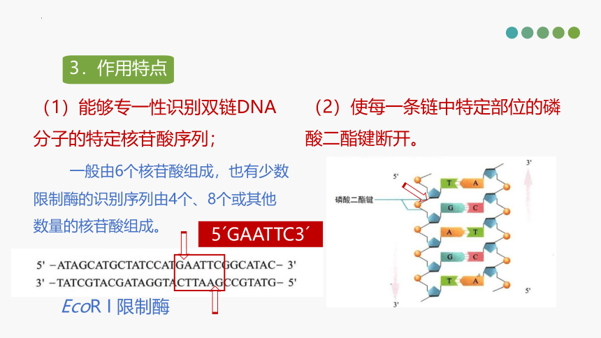 3.1基因工程中限制酶的选择课件（16张）2022-2023学年高二下学期生物人教版选择性必修3