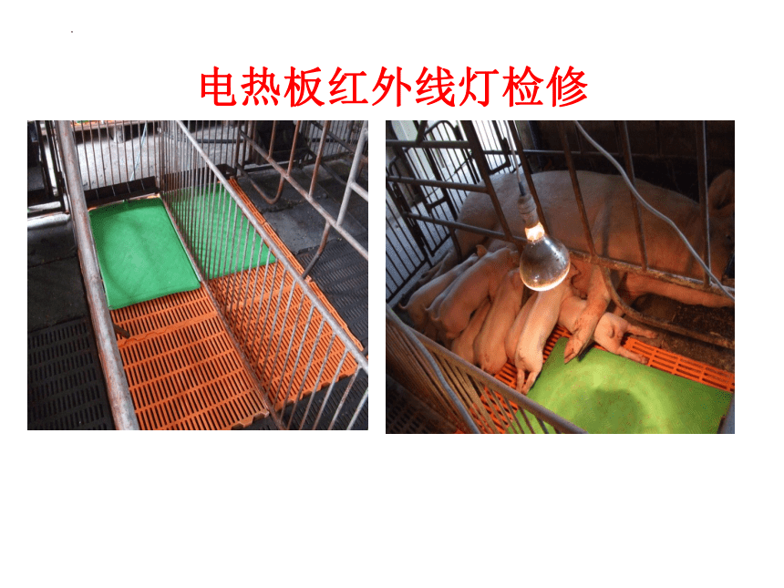 项目四猪的品种与繁育 任务5母猪接产 课件(共32张PPT）《畜禽生产》教学同步（中国农业出版社）