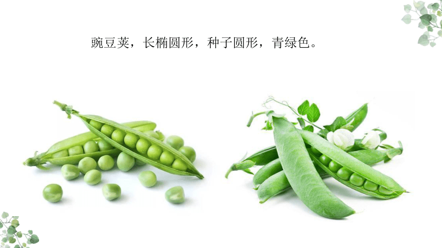 社团课程《小小豌豆荚》小学延时服务(共20张PPT)