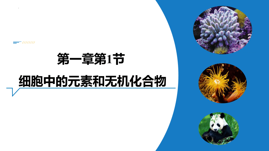 高中生物苏教版必修一（2019）1.1 细胞中的元素和无机化合物课件(共31张PPT)