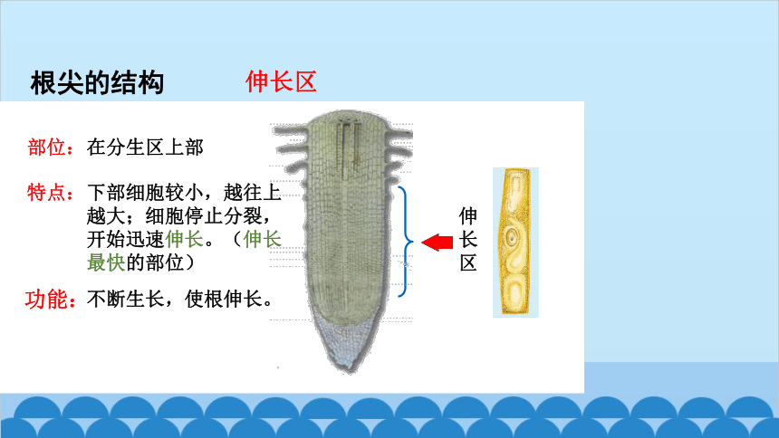 3.2.2植株的生长课件(共36张PPT)人教版生物七年级上册