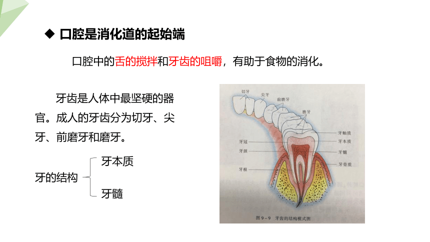 4.9.2 人体的消化吸收 课件 (共26张PPT)2023-2024学年初中生物苏教版七年级下册