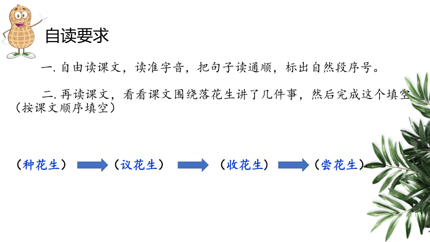 2落花生 课件(共19张PPT)