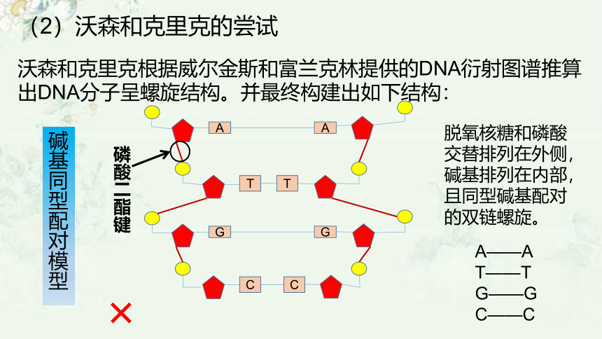 生物人教版（2019）必修2 3.2DNA分子的结构（共37张ppt）