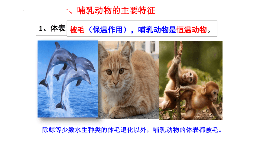 5.1.7  哺乳动物  课件（22张PPT）2023-2024学年人教版生物八年级上册