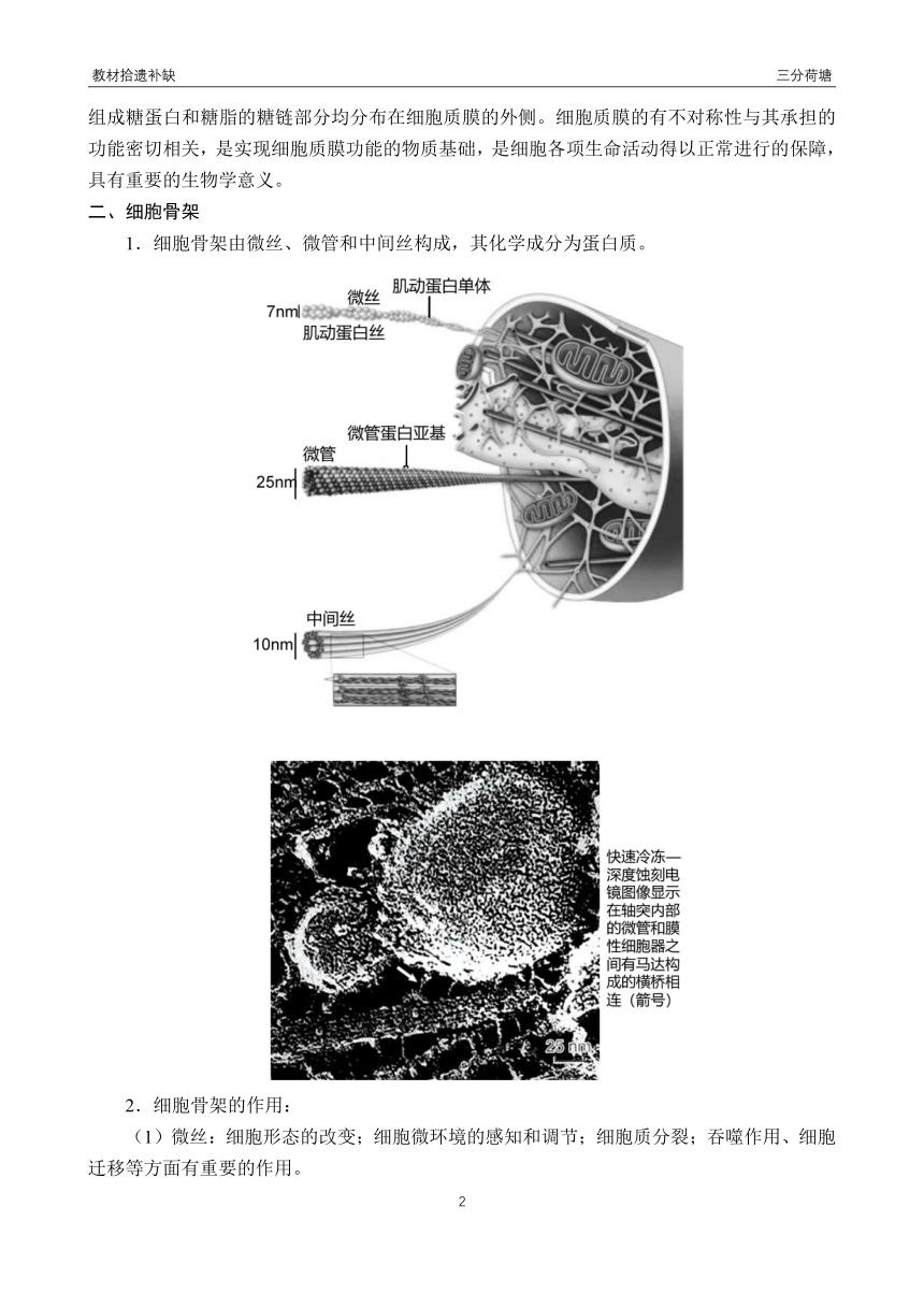 【备考2024】高中生物一轮复习学案 第2讲 细胞的结构（含解析）