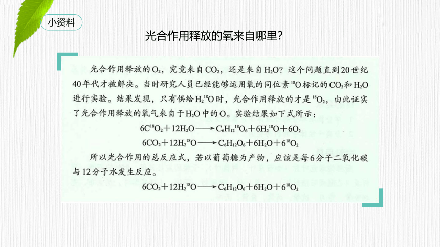 3.5.1 光合作用概述、光合色素的提取与分离  课件(共25张PPT) 2023-2024学年高一生物 浙教版（2019） 必修一