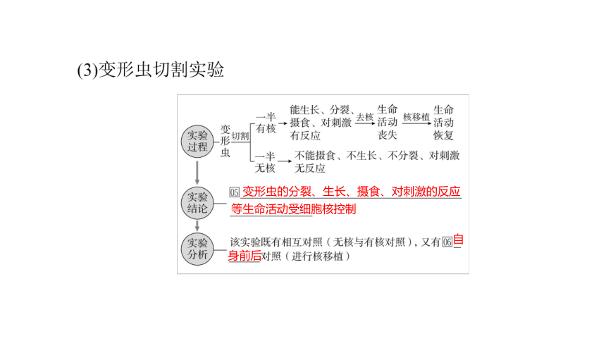 人教生物必修1复习课件：3.3 细胞核的结构和功能