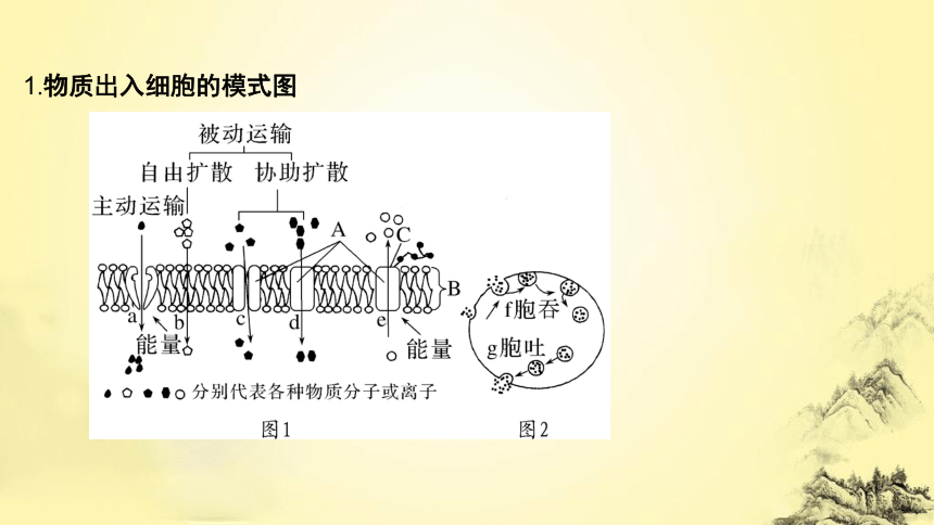 高考生物总复习微专题1 与细胞的物质输入和输出有关的热考题型(课件共25张PPT)