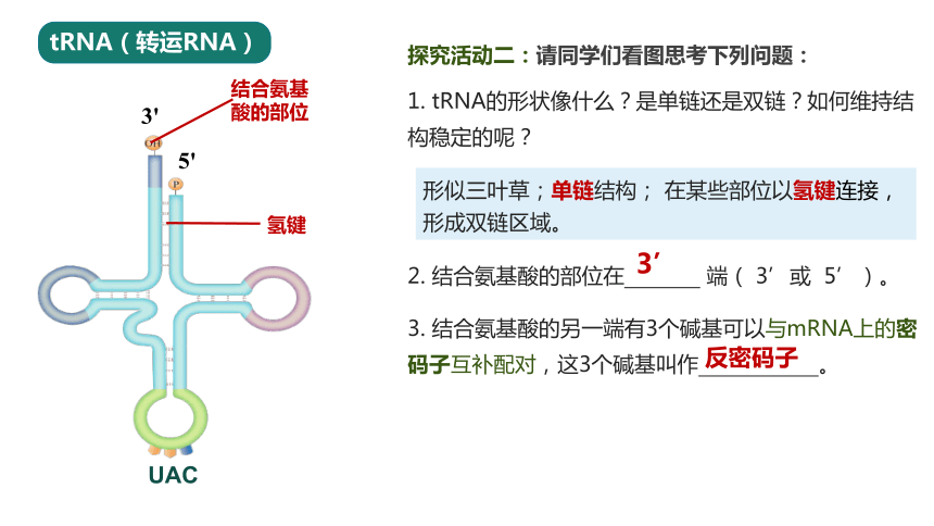 4.1 基因指导蛋白质的合成（第2课时）(共30张PPT)课件-高中生物人教版必修2