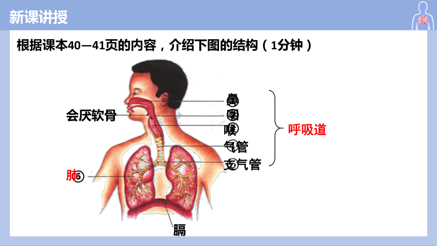 4.3.1呼吸道对空气的处理课件 (共29张PPT)人教版生物七年级下册