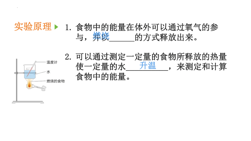 4.10.1  食物中能量的释放  课件(共17张PPT)2022-2023学年北师大版生物七年级下册