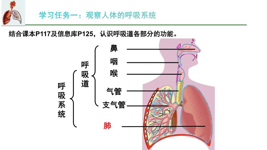 7.2 人体的呼吸（第一课时）2023-2024学年七年级生物上册同步精品课件（苏科版）(共25张PPT)+视频素材