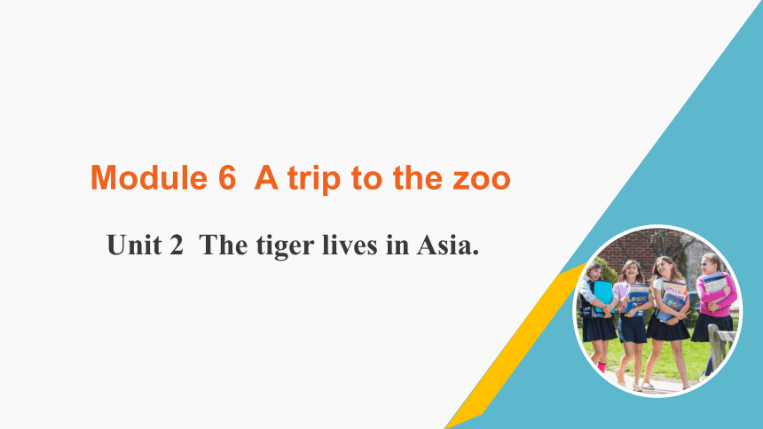 外研版七年级上册 Module 6 Unit 2 The tiger lives in Asia.课件（共17张PPT）