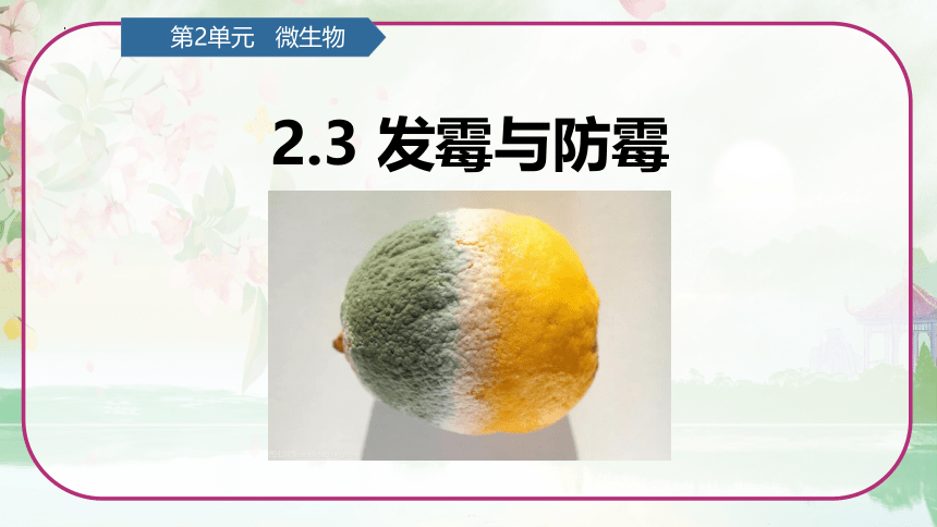 第2单元   微生物 2.3 发霉与防霉 （课件）(共14张PPT)青岛版六年级科学上册