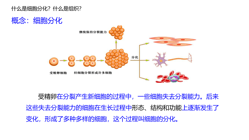 2.4.1细胞分化形成组织课件(共31张PPT)（2课时）2023--2024学年北师大版七年级生物上册