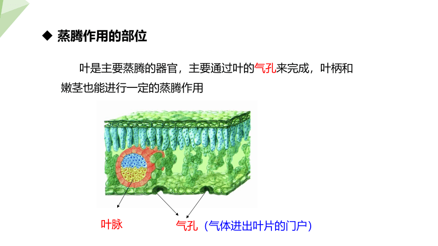 3.5.4 蒸腾作用 课件(共21张PPT) 2023-2024学年初中生物北师版七年级上册