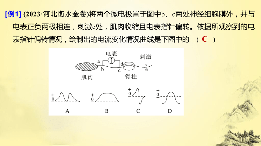 高考生物总复习微专题7 兴奋传导与传递的相关实验探究(课件共19张PPT)