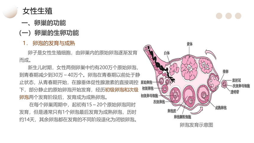 11.2女性生殖 课件(共40张PPT)-《生理学基础》同步教学（江苏大学出版社）