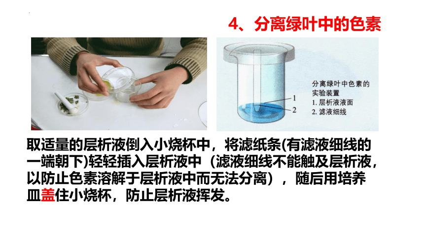 5.4 .1光合作用与能量转化课件(共28张PPT)  2022—2023学年高一上学期生物人教版必修1