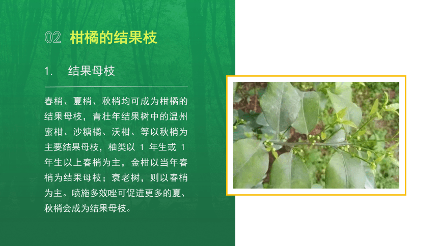 4.1.3柑橘的结果特性 课件(共14张PPT)-《果树生产技术》同步教学（中国农业出版社）