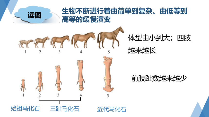 1.4生物的进化（第1课时 课件 27张PPT）