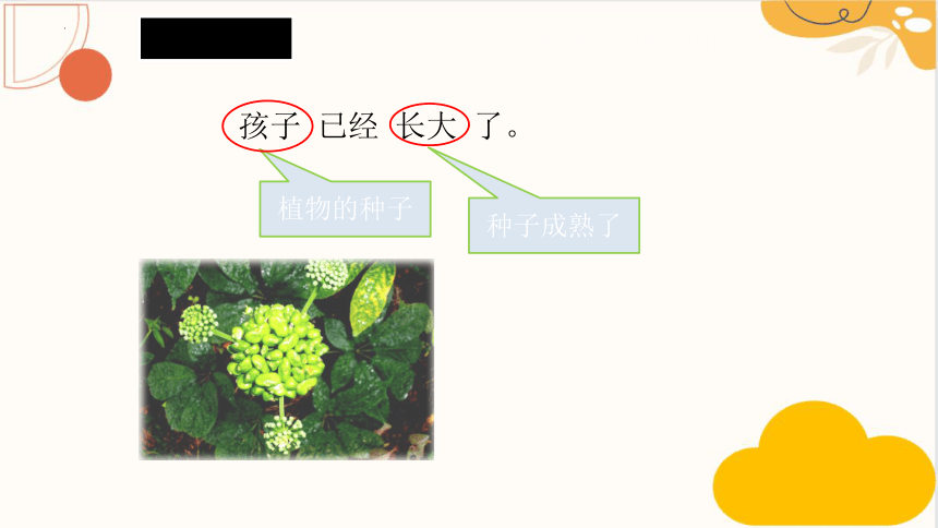 3 植物妈妈有办法 课件(共21张PPT)