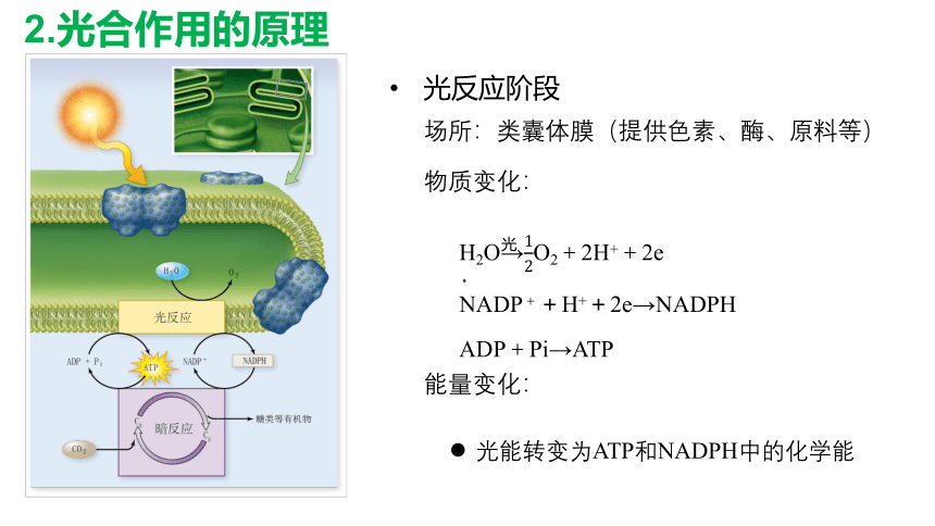 5.4光合作用第3课时 课件(共52张PPT)高中人教版生物必修一