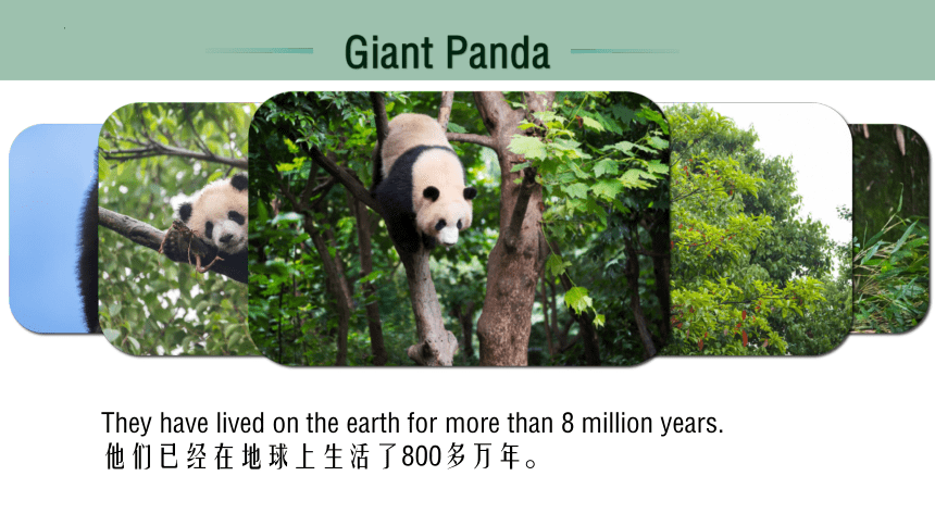 小学英语高年级外国科普动画赏析——Giant Panda大熊猫 课件(共60张PPT)