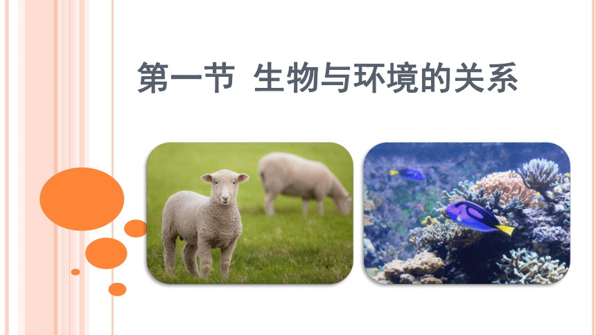 1.2.1生物与环境的关系课件（共32张PPT） 人教版生物七年级上册