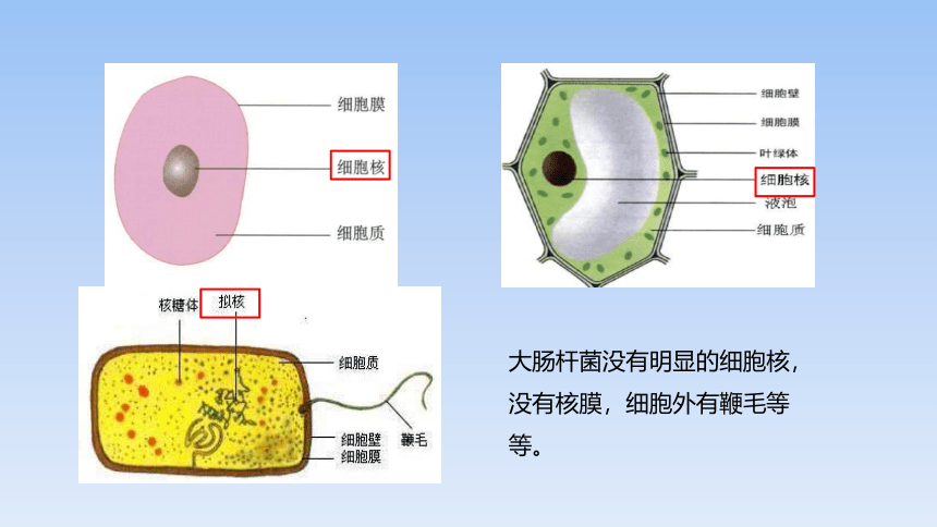 1.2.2原核细胞和真核细胞课件第2课时-(共23张PPT)人教版必修1