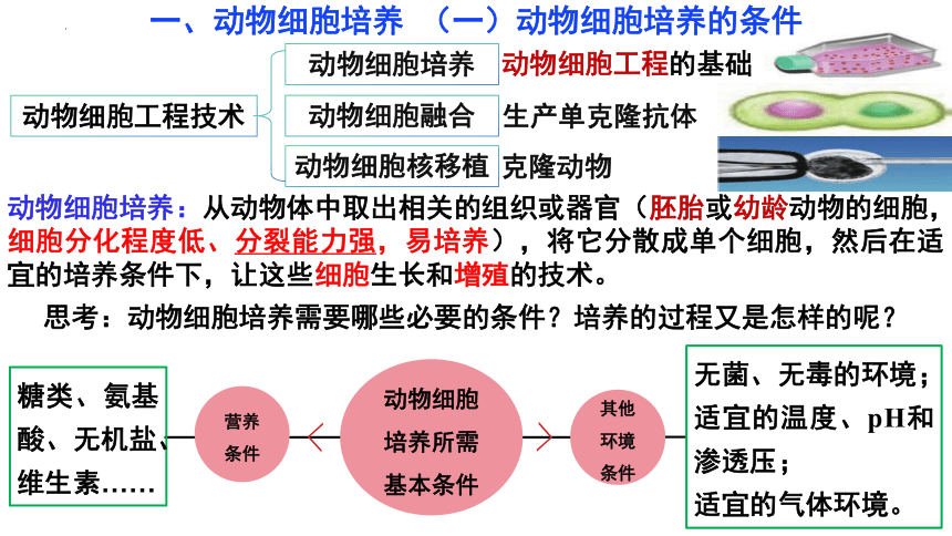 2.2动物细胞工程动物细胞培养（第1课时）课件(共23张PPT3份视频)-人教版选择性必修3