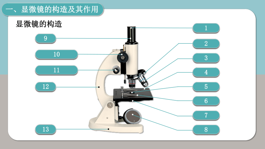 【核心素养目标】2.1.1《练习使用显微镜》课件(共27张PPT)